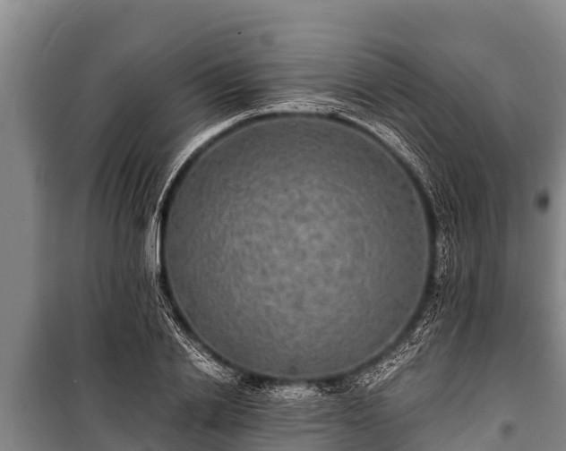 X0000100850838200806271134