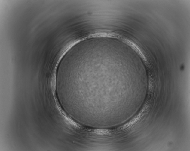 X0000100850844200806271134