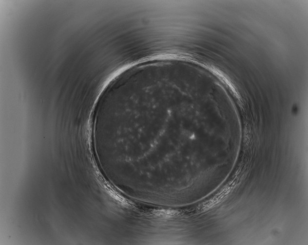 X0000100850854200806271134