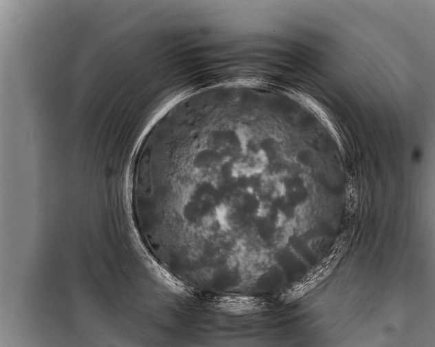 X0000100850859200806271134