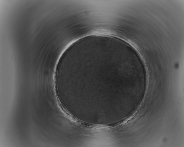 X0000100850864200806271134