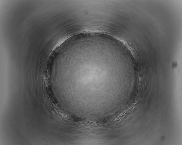 X0000100850871200806271133