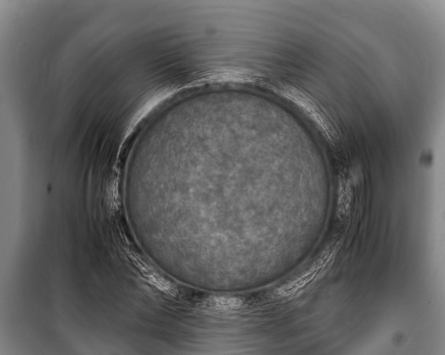 X0000100850878200806271133