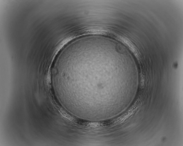 X0000100850883200806271133