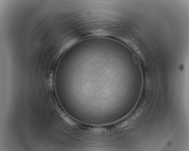 X0000100850889200806271133