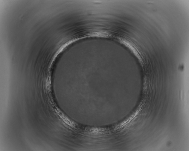 X0000100850923200806271132