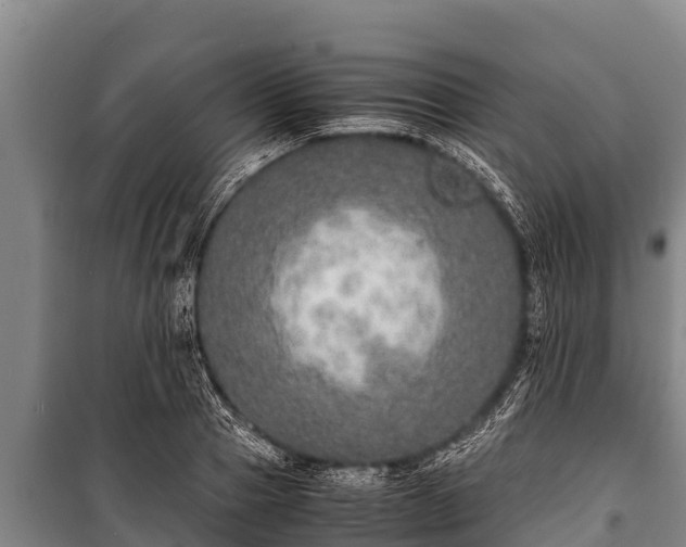 X0000100850937200806271132