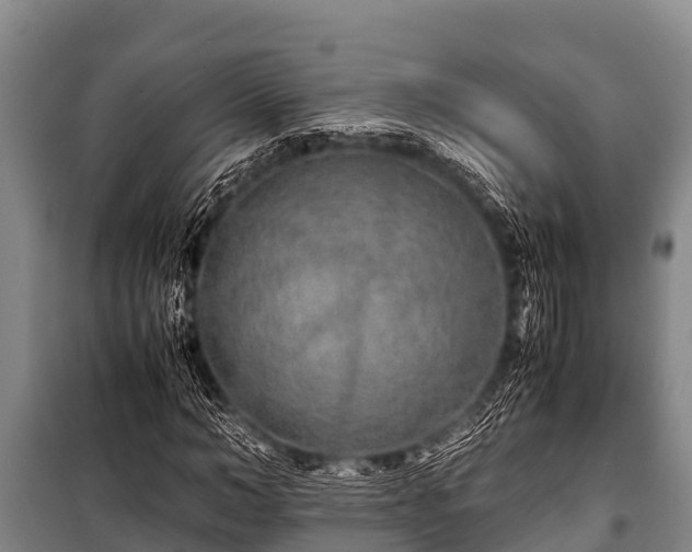 X0000100850966200806271132