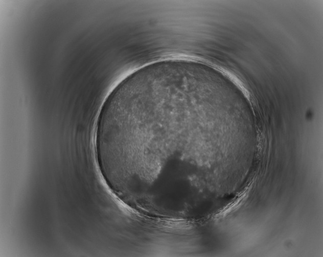 X0000100851007200806271131