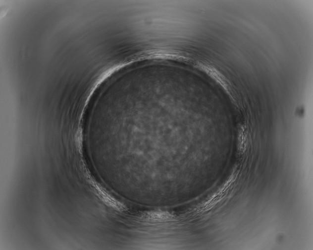 X0000100851024200806271131