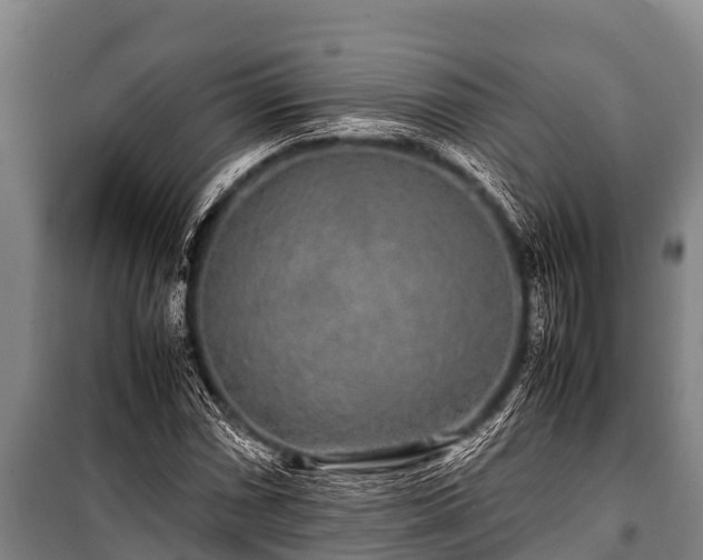 X0000100851066200806271130