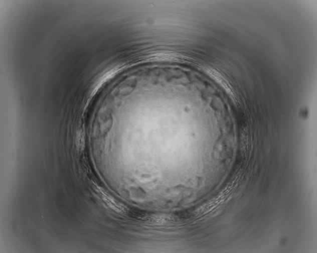 X0000100851067200806271130