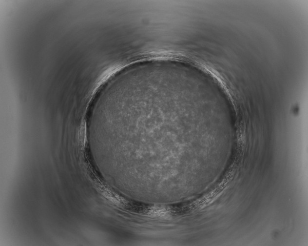 X0000100851267200806271127