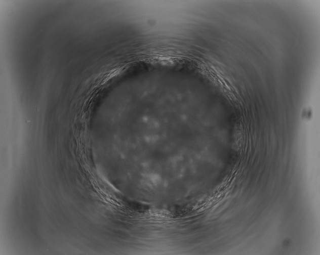 X0000100851297200806271126