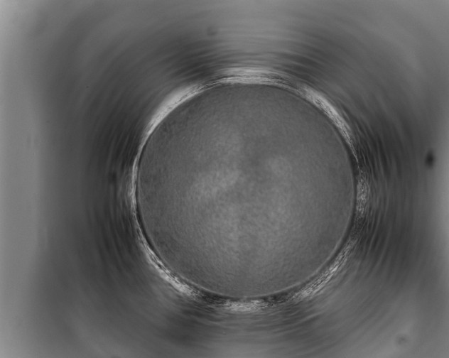 X0000100851386200806271126