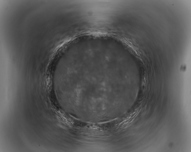 X0000100851398200806271125