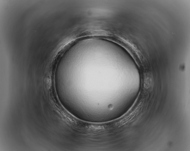 X0000100851407200806271125