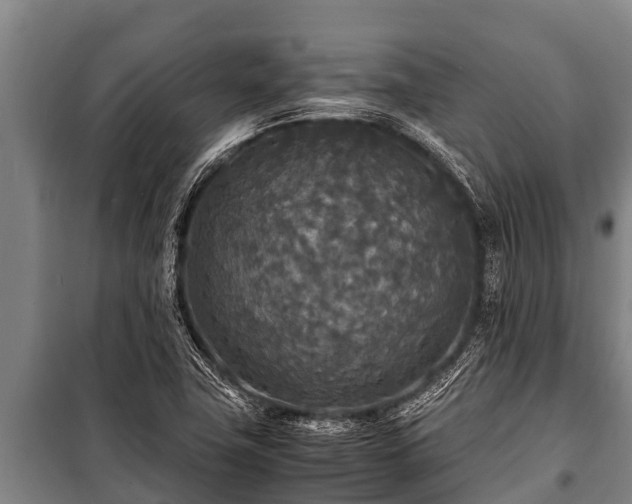 X0000100851411200806271125