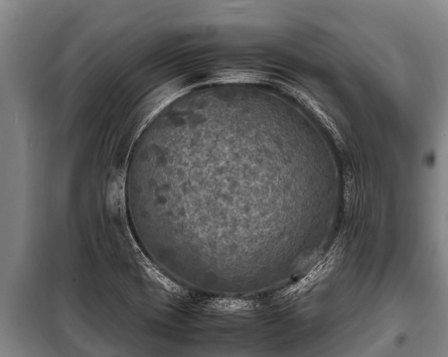 X0000100851417200806271125