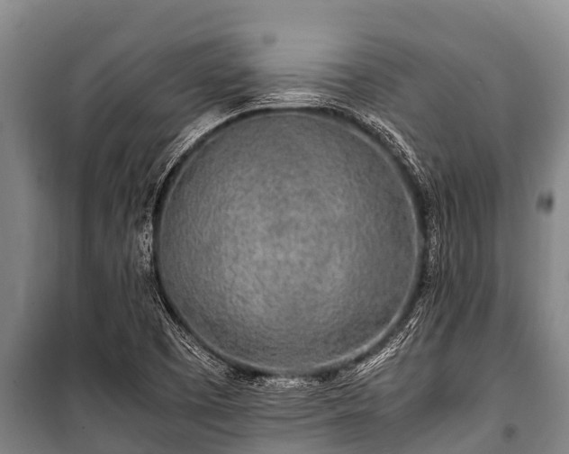 X0000100851457200806271125
