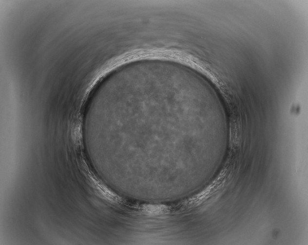 X0000100851498200806271124