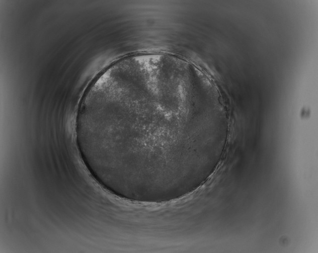 X0000100850002200807070944