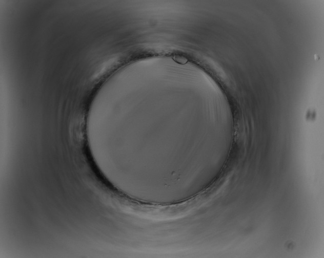 X0000100850023200807070944