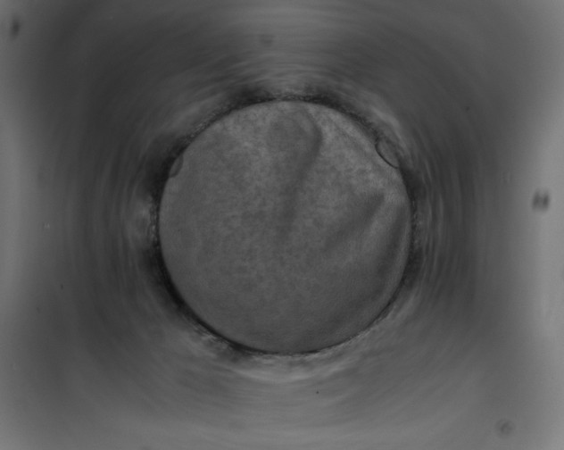 X0000100850029200807070944