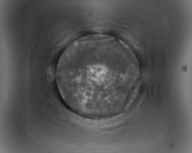 X0000100850043200807070943