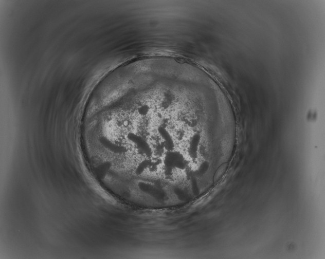 X0000100850049200807070943