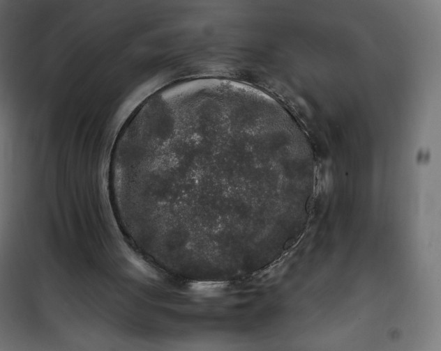 X0000100850051200807070943