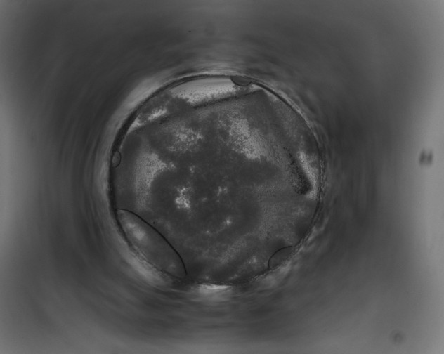 X0000100850055200807070943