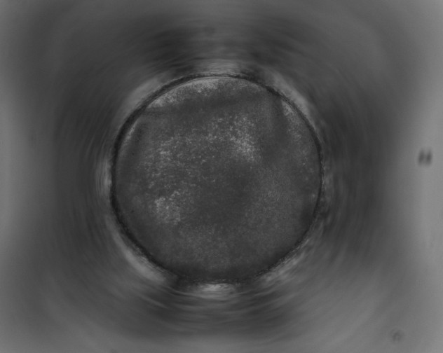 X0000100850059200807070943