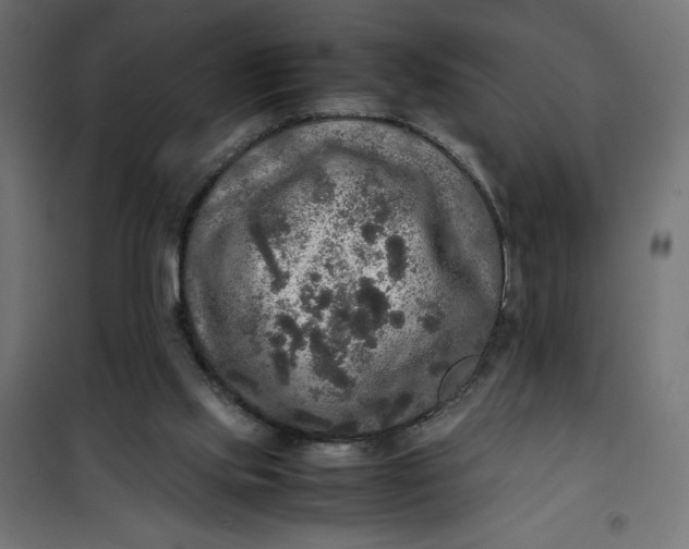 X0000100850061200807070943