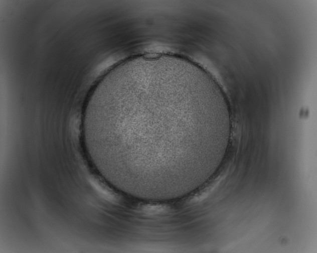 X0000100850063200807070943