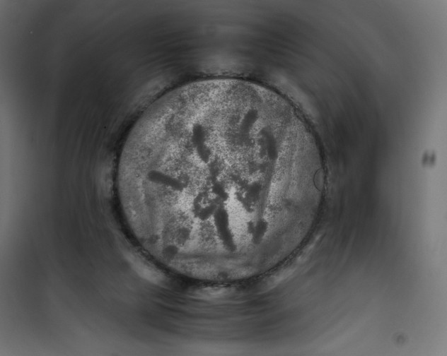 X0000100850065200807070943