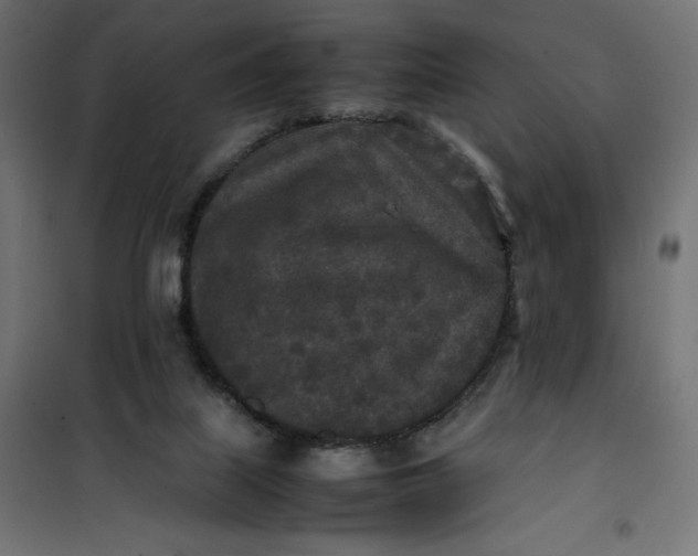 X0000100850067200807070943