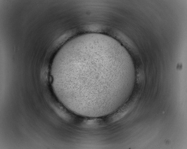 X0000100850072200807070943