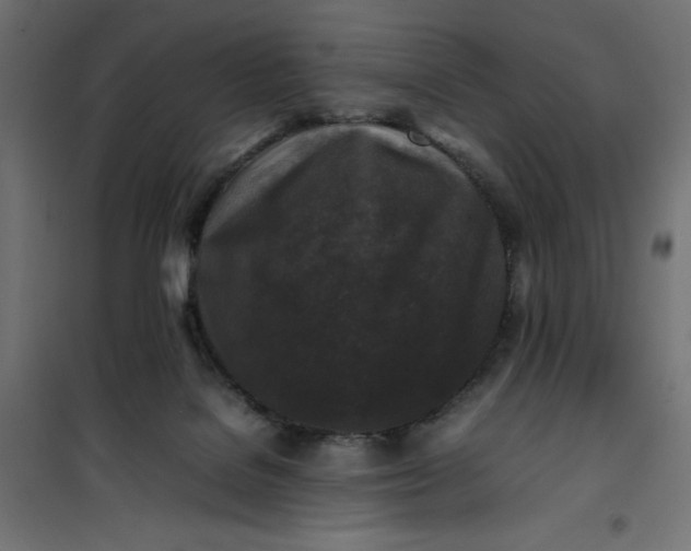 X0000100850076200807070943