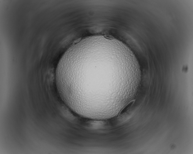 X0000100850085200807070943