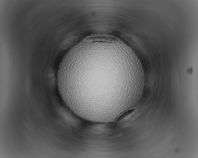 X0000100850086200807070943