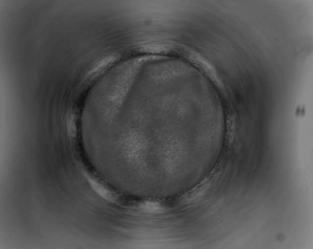 X0000100850114200807070942