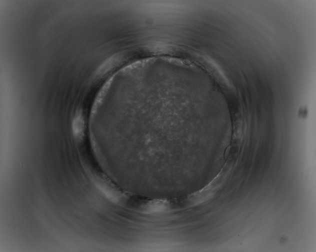 X0000100850124200807070942