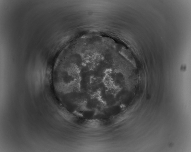 X0000100850127200807070942