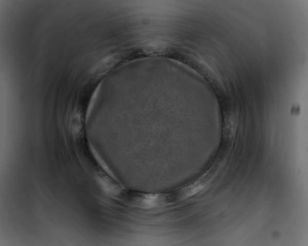 X0000100850130200807070942