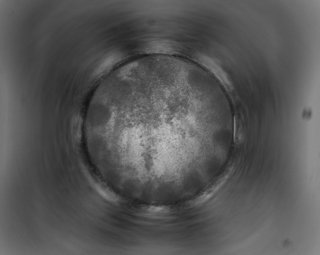 X0000100850157200807070941