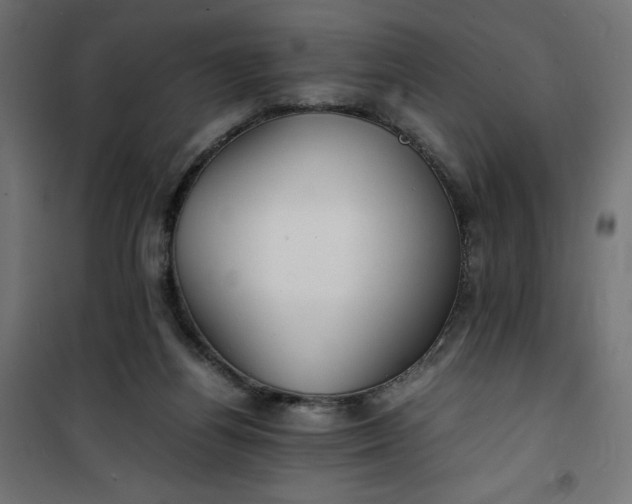 X0000100850164200807070942