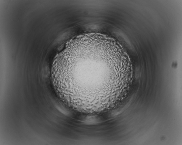 X0000100850173200807070942