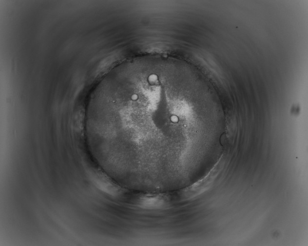 X0000100850175200807070942