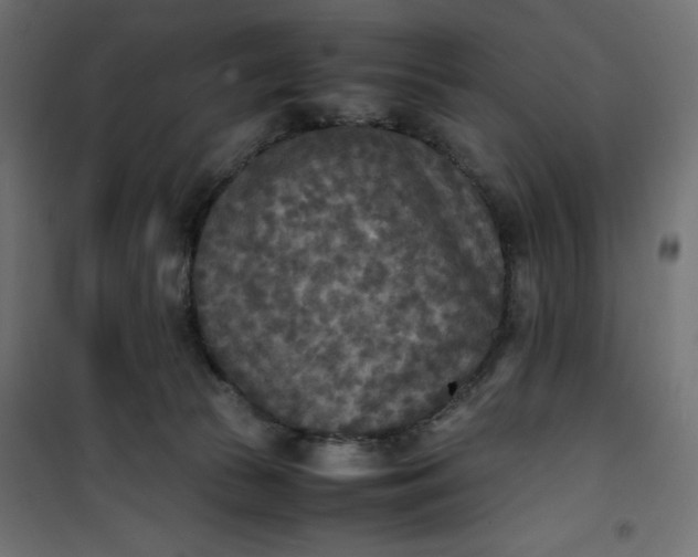 X0000100850177200807070942